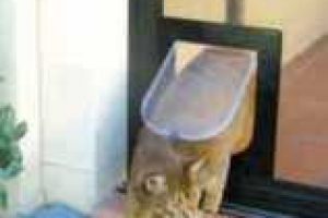 cat accessing pet flap in door