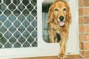 dog accessing pet flap in door